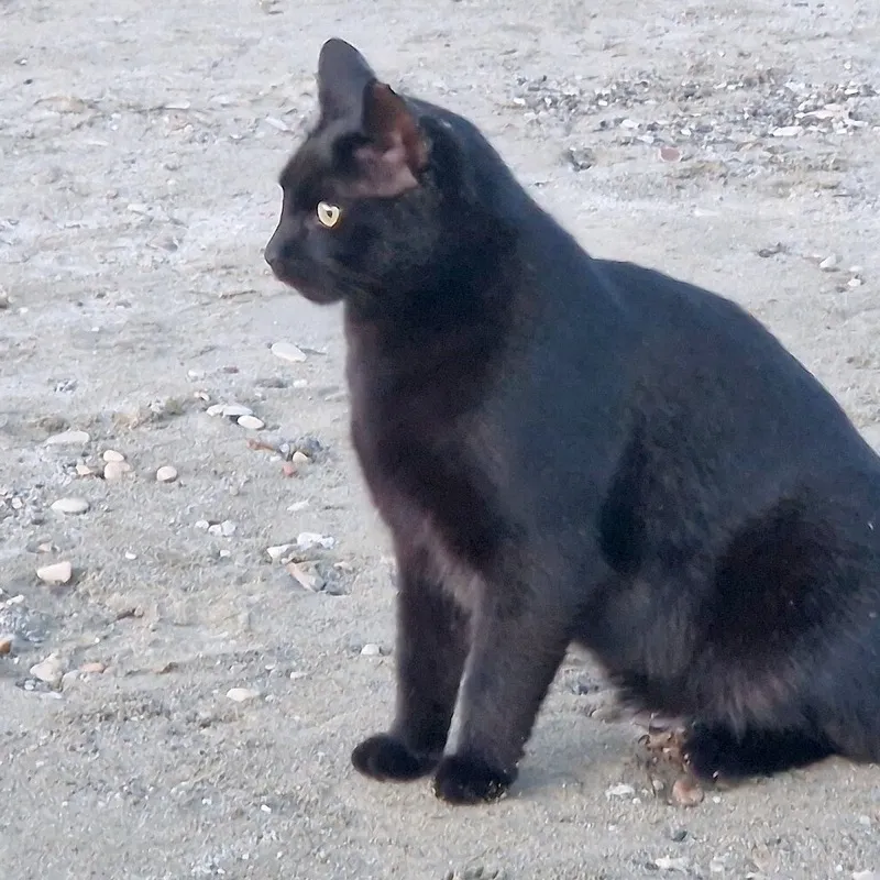 The same black cat, brighter: its face, ears and fur are easy to see