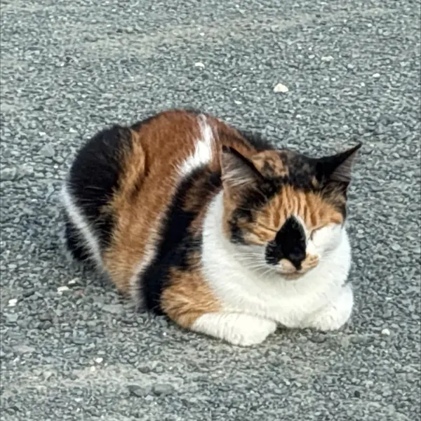 Biscuit